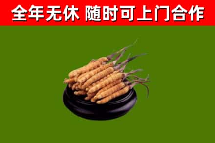 徐州烟酒回收冬虫夏草.jpg